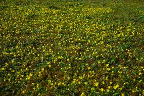 Gold Strawberry Ground Cover field