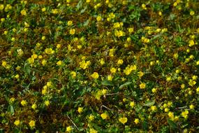 Beautiful, blossoming Gold Strawberry flowers on the meadow
