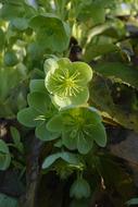 Close-up of the beautiful, green and yellow Corsican Hellebore, with the leaves, in light