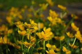 Caltha Palustris Flowers Yellow