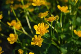 Caltha Palustris Flowers Yellow