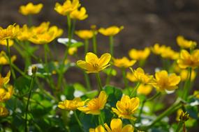 Caltha Palustris Yellow Flowers