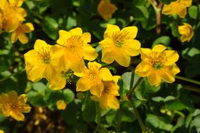 Caltha Palustris Flowers Yellow