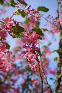 Blood Currant Blossom on a blurred background