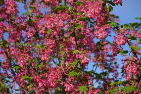 Blood Currant in Bloom close up