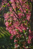 Blood Currant in bloom