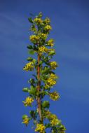 Ribes Aureum Flowers Yellow