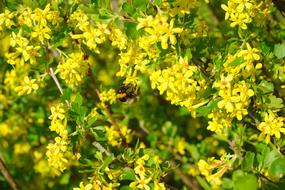 yellow flowers ribes aureum