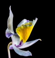 Orchid Wild Blossom at dark
