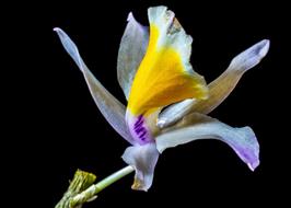 Orchid Wild Bloom on black background