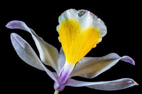 Orchid Wild Blossom petals