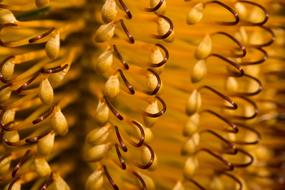 gold Banksia Flower
