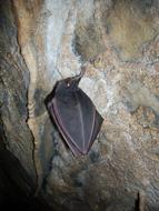 Bat Hibernation in Cave