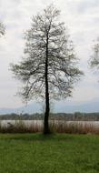 Tree Lakeside Bank