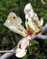 Blossom Bloom on Tree branch