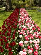 stripes of pink and red tulips, holland, keukenhof