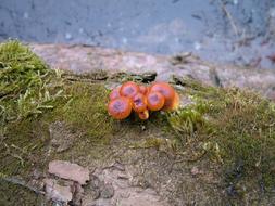 Mushroom Toadstools Fungi