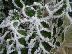 Ice Frozen Leaves