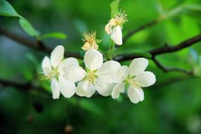 Green Begonia Flower