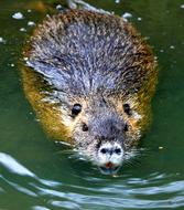 Nutria Rodent