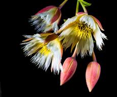 black background Bloom