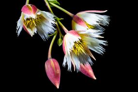 fluffy pink white buds, flowering twig