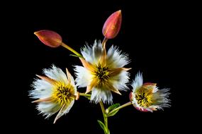 amazing red white Blossom