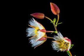 black background Bloom red whte yellow