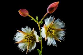 red and white Blossoms at black background