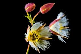 amazing whte red Blossom