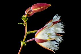closeup picture of amazing flowers at black background