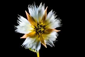 amazing Bloom black background