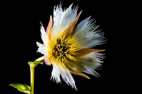 white flower with torn petals on a black background