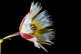 whBlossom black background