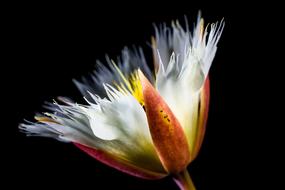 abstract Blossom at black background