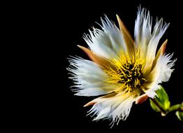 white-yellow flower on black background
