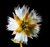 white thorny flower on a black background