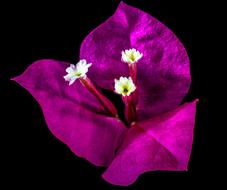 Bougainvillea, top view of purple Blossom