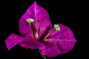 Bougainvillea Blossom on black background