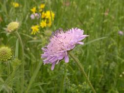 Knautia arvensis, scabious blossom close up