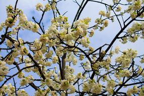 Spring white Cherry Blossom