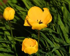 Close-up of the beautiful, yellow tulip flowers, among the green grass in spring