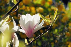 Magnolia Blossom garden