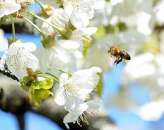 Bee and white Blossom