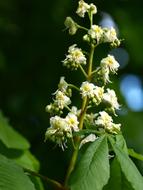 amazing Chestnut Blossom Inflorescence