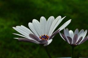 Gerbera Flower green leaves