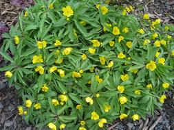 Yellow Wood Anemone Flowers in Spring