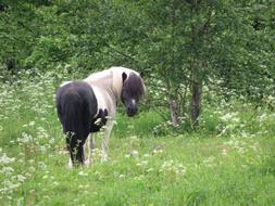 Horse Shettis Hage Pinto
