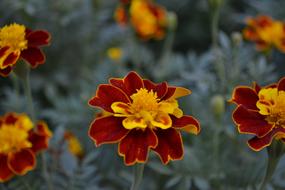 amazing Flower Red Yellow