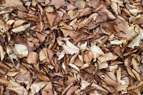 Leaves Fall Foliage Sheet